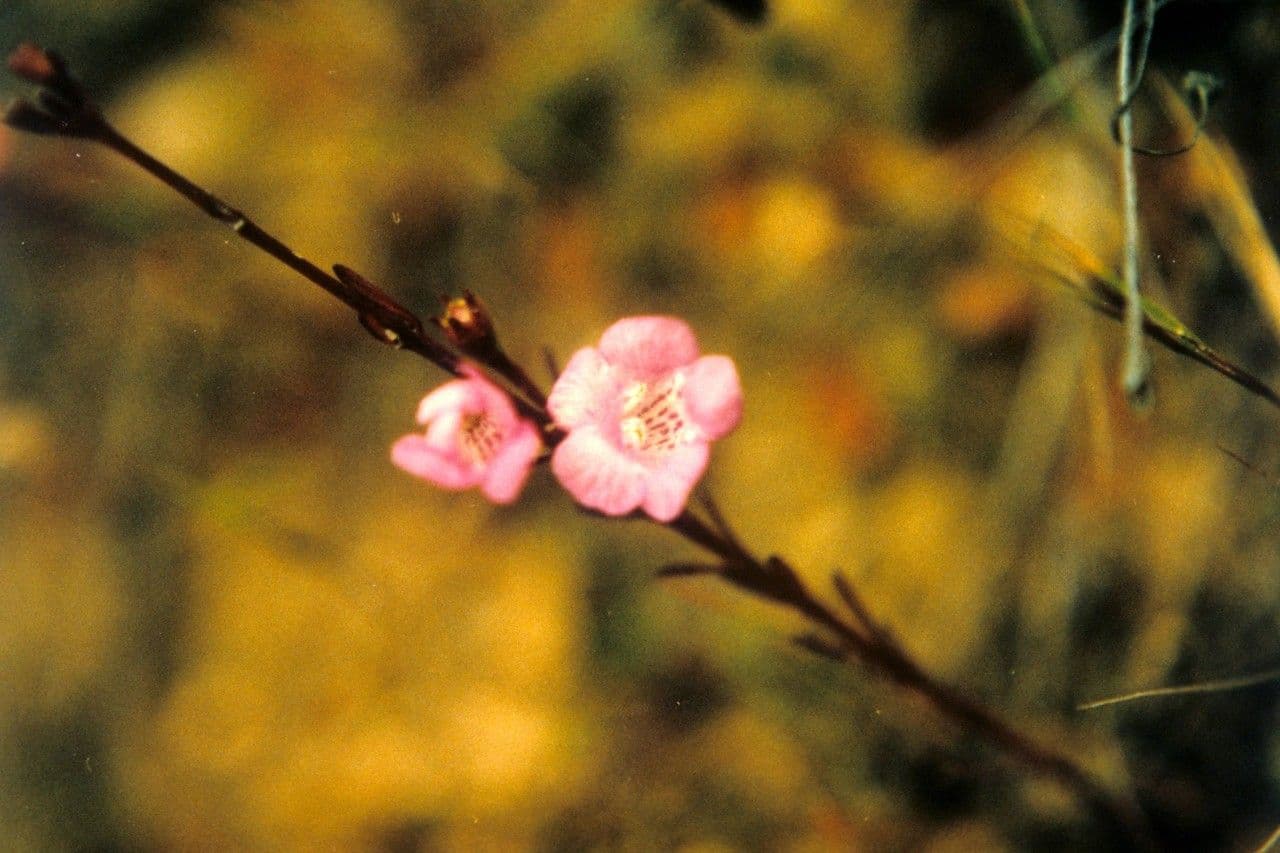 Falsche Fuchsienlilie 3