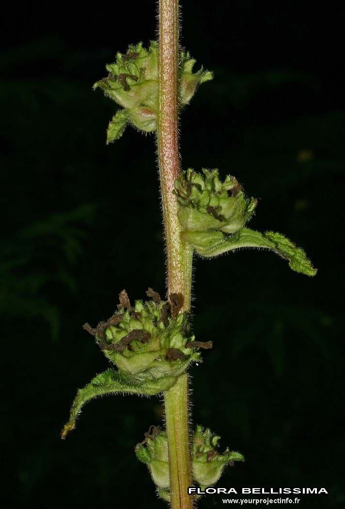 Campanula cervicaria 19