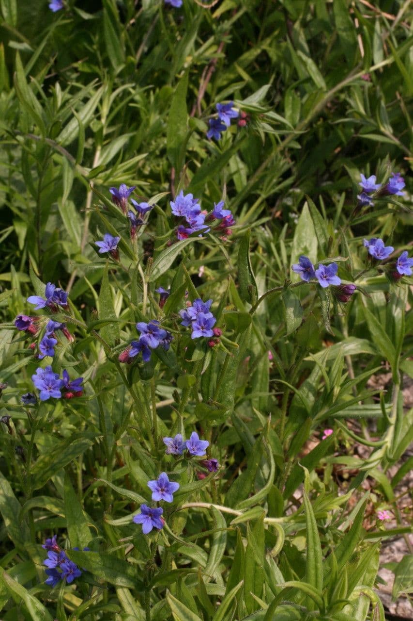 Lappola aspera 14