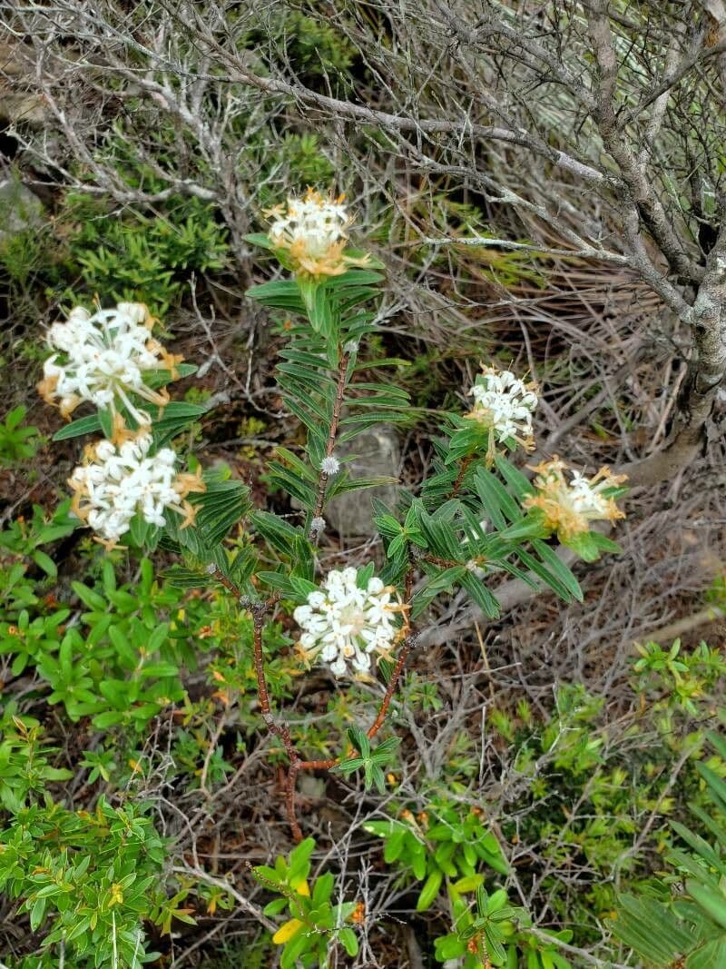 Leinblättrige Pimelea 8