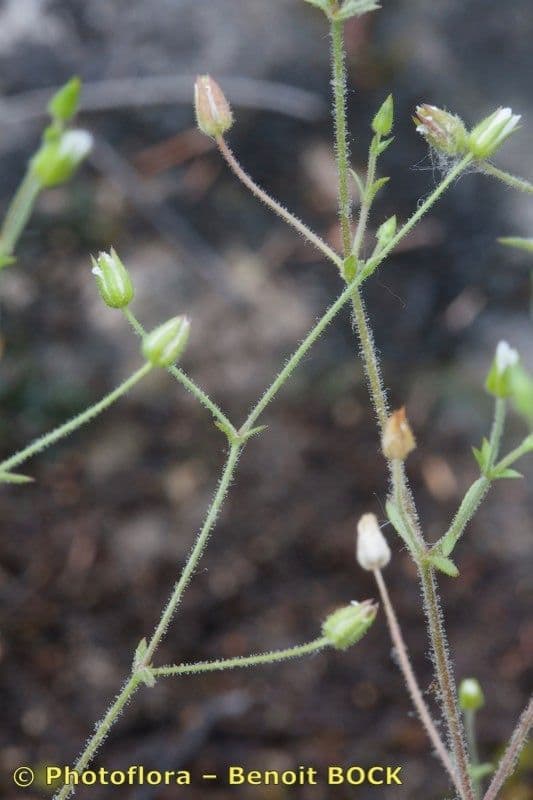 Arenaria modesta 11