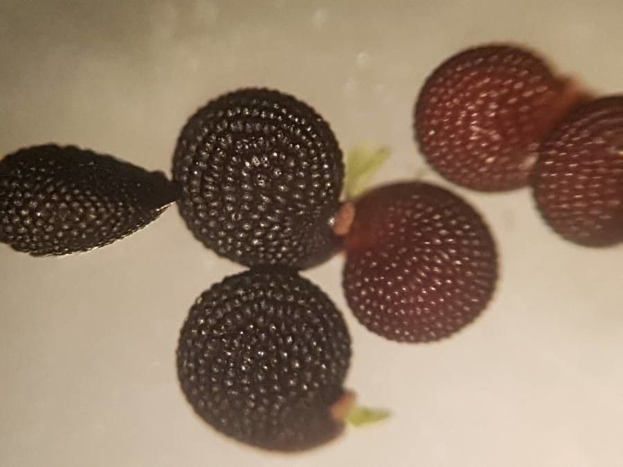 Coruja 5
