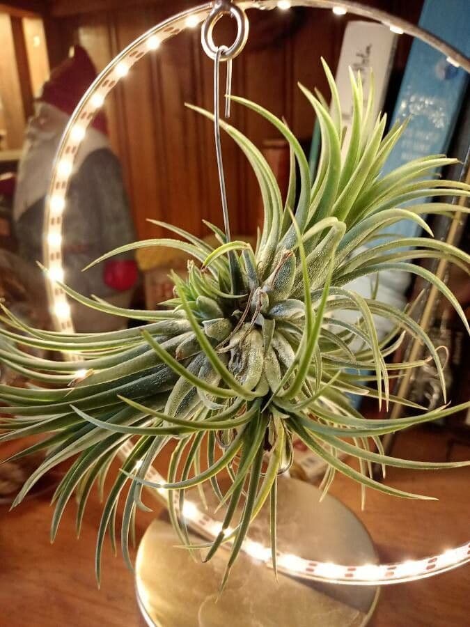 Tillandsia ionantha 15