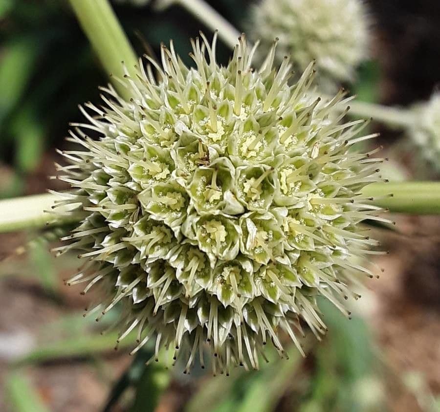 Yucca-Mannstreu 7