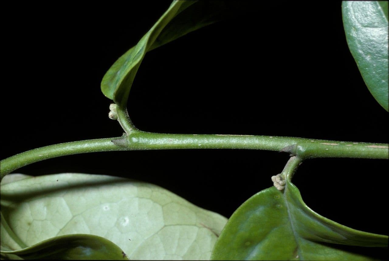 Tapura 3