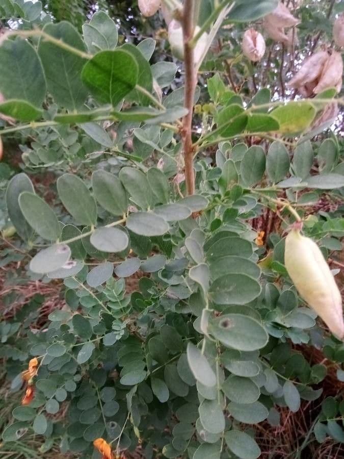 Vescicaria orientale 19