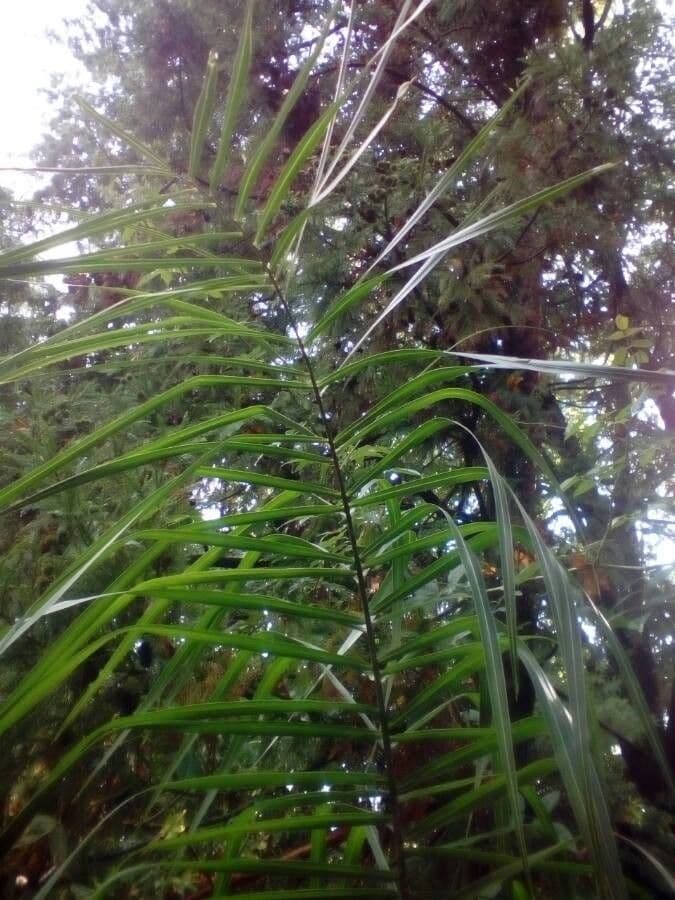 Acanthophoenix 10