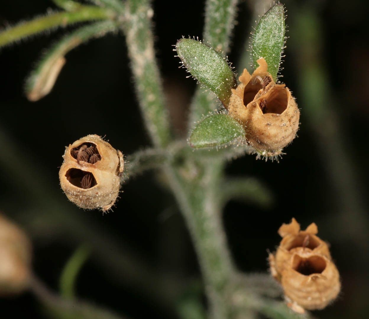 Linaria minore 3