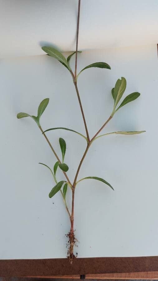 Gomphrena serrata 11