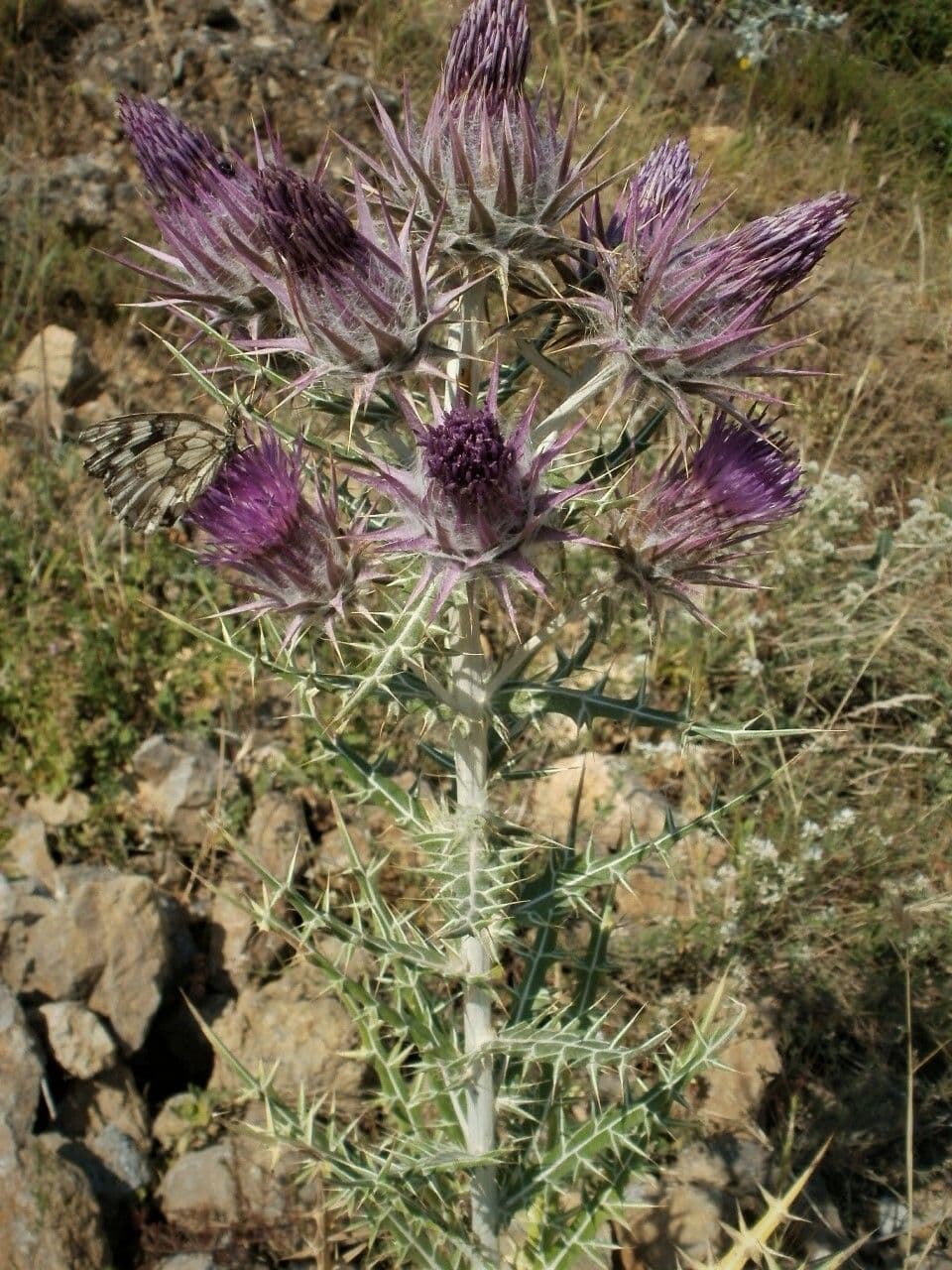 Cardo greco 5