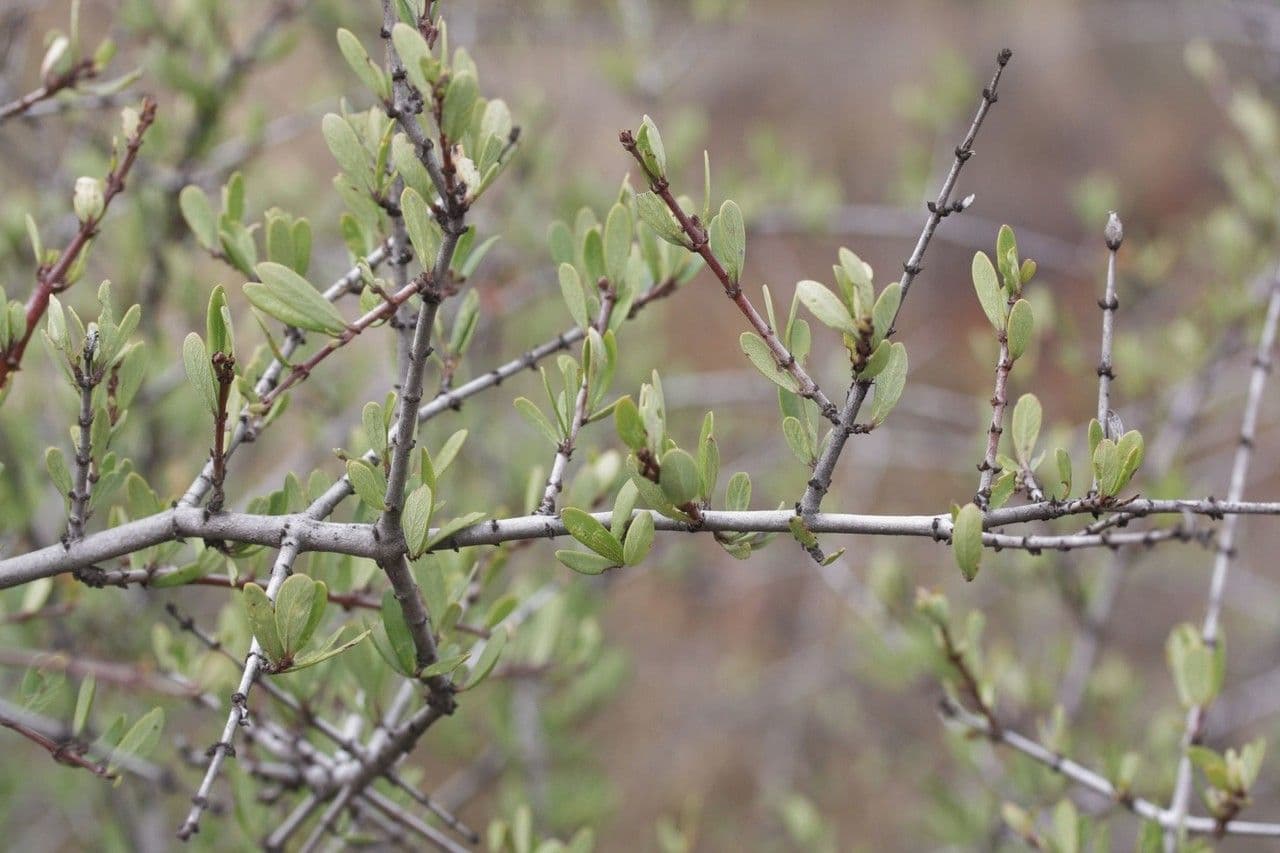 Ceanothus 16