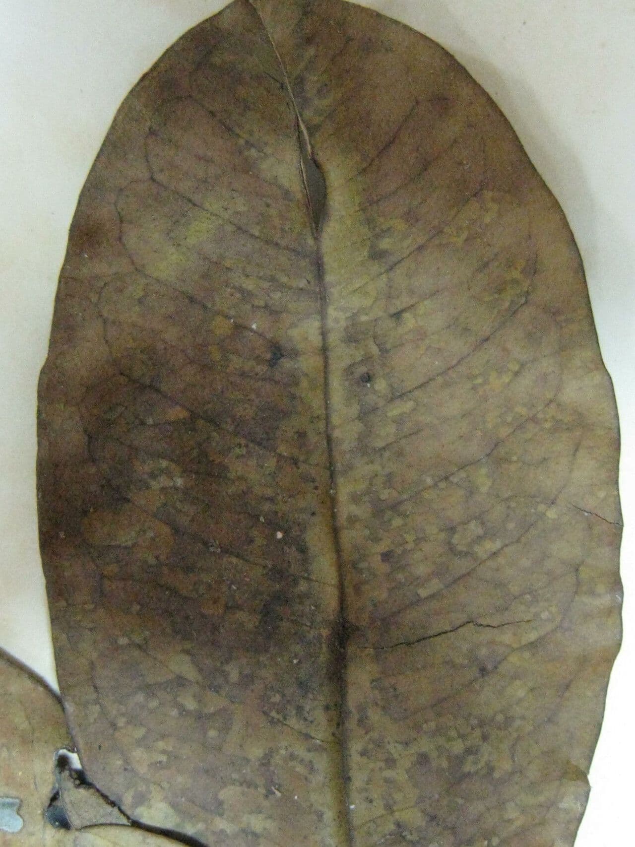 Vochysia 3