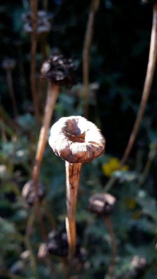 Saat-Wucherblume