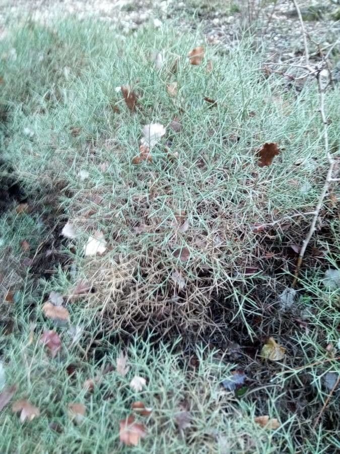 Echinospartum boissieri 2