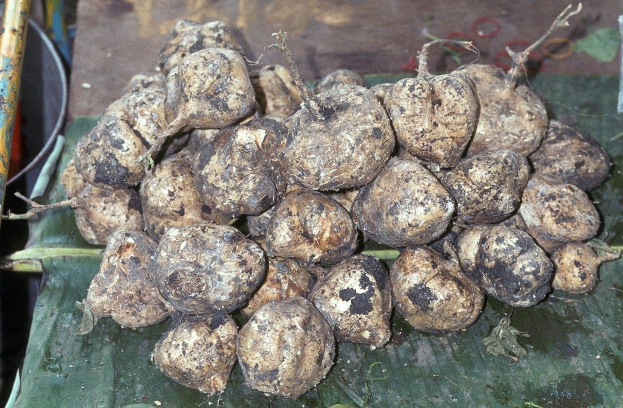 Jicama 20