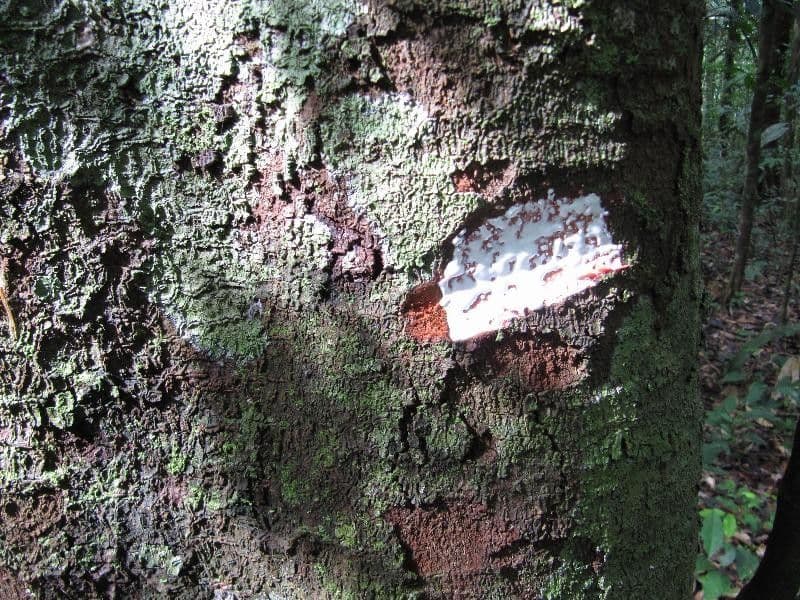 Couma guianensis 15