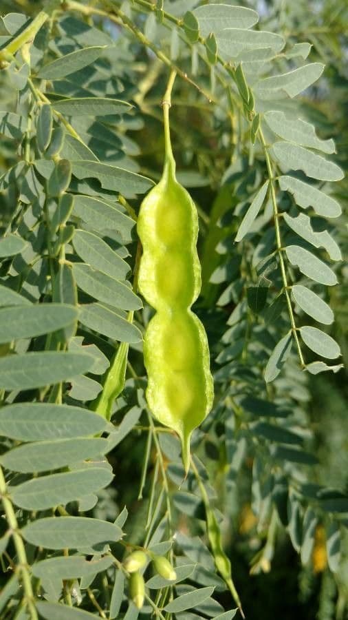 Sesbania drummondii 3