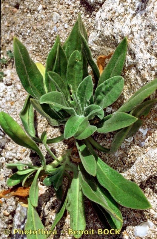 Silene 6