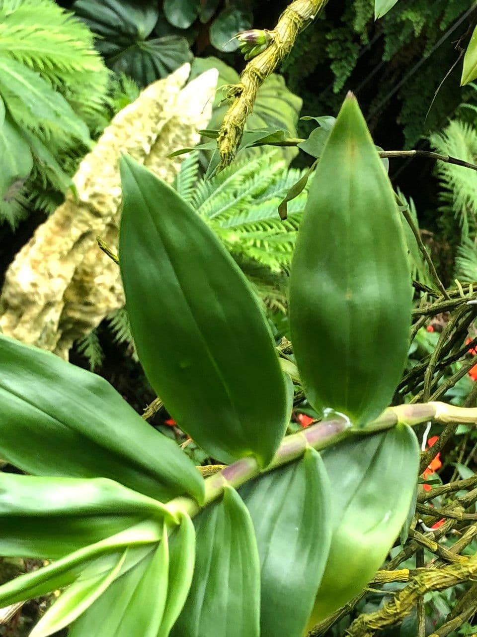 Dendrobium victoriae-reginae 3