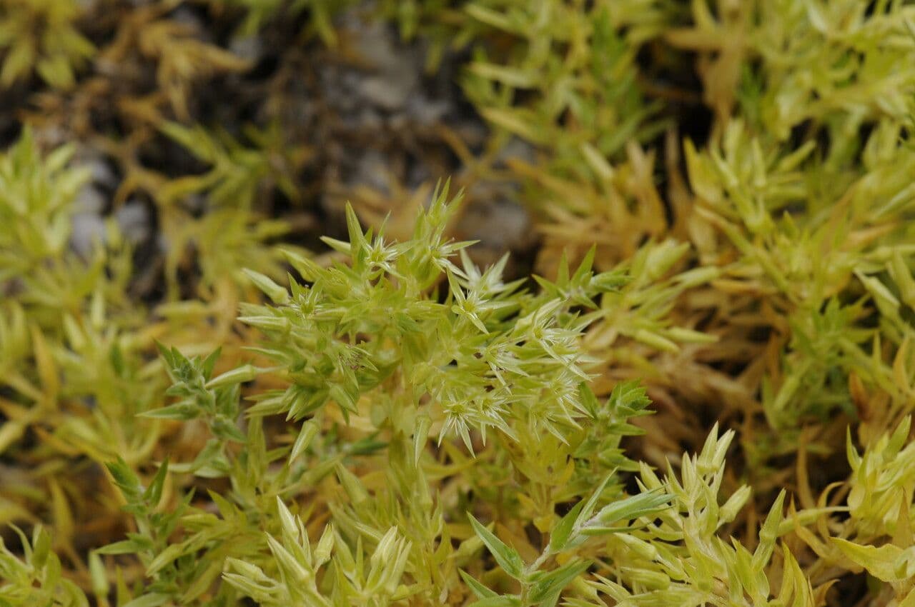 Stellaria 6