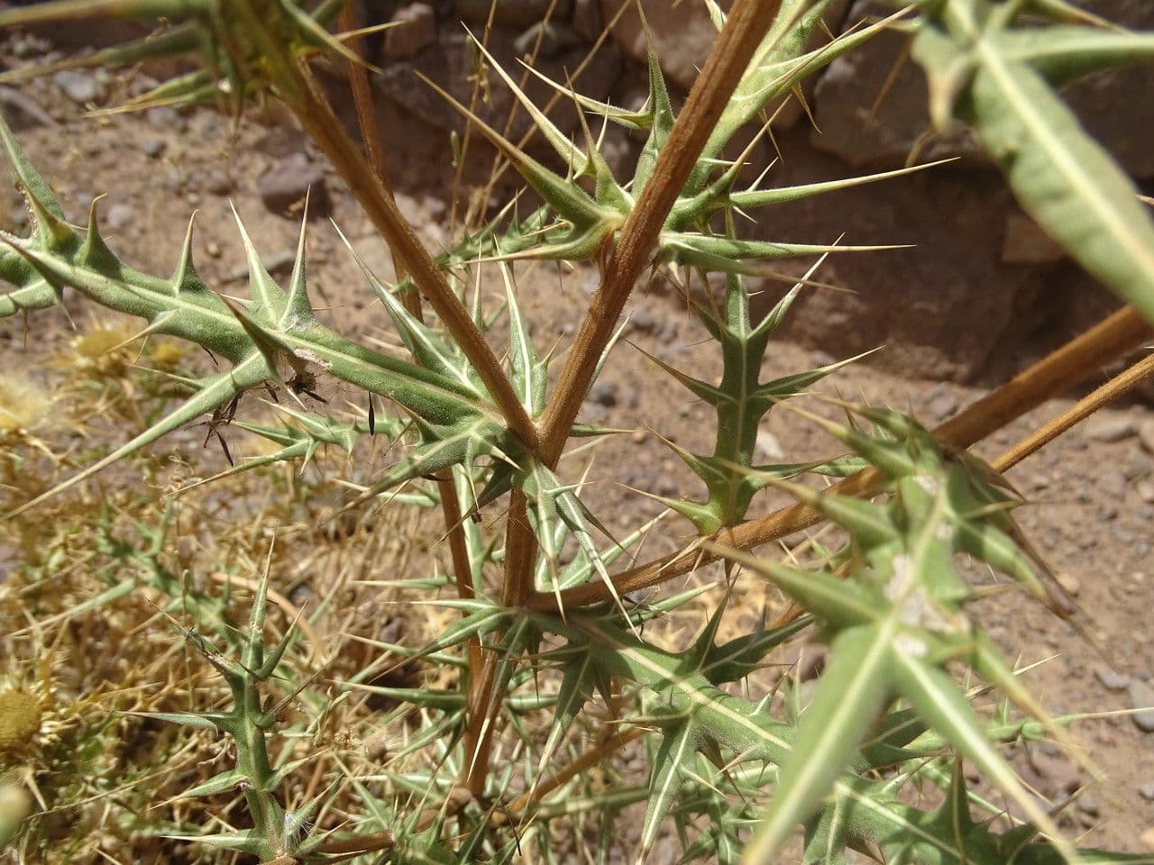 Echinops spinosissimus 21