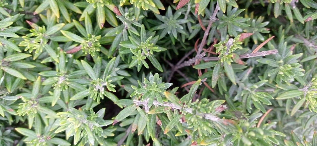 Westringia arbustiva 25