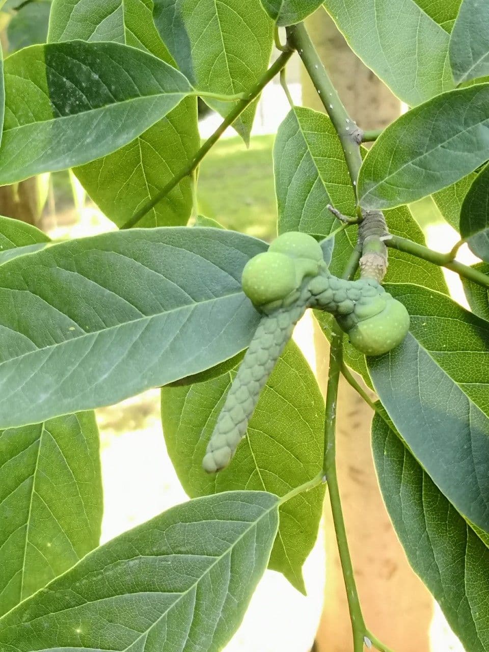 Magnolia amena 2