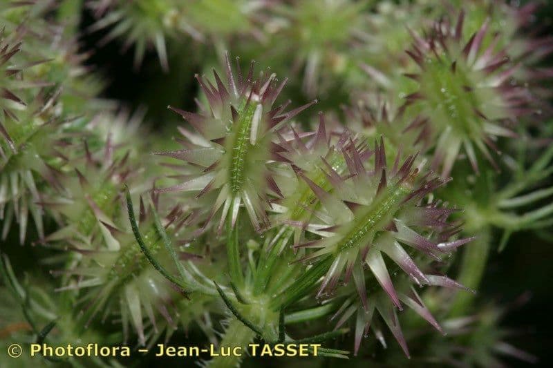 Carota selvatica irta