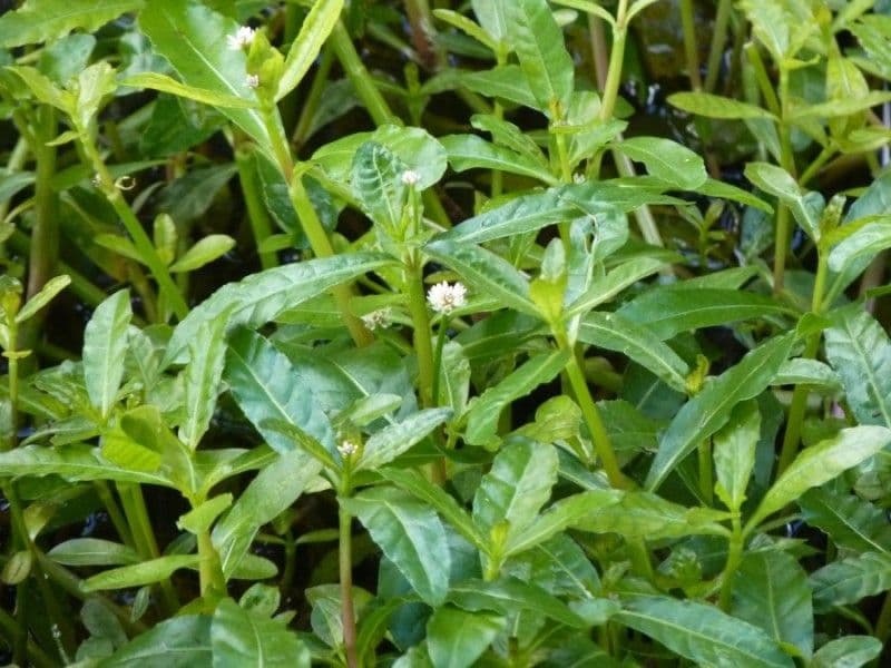 Erba alligatore