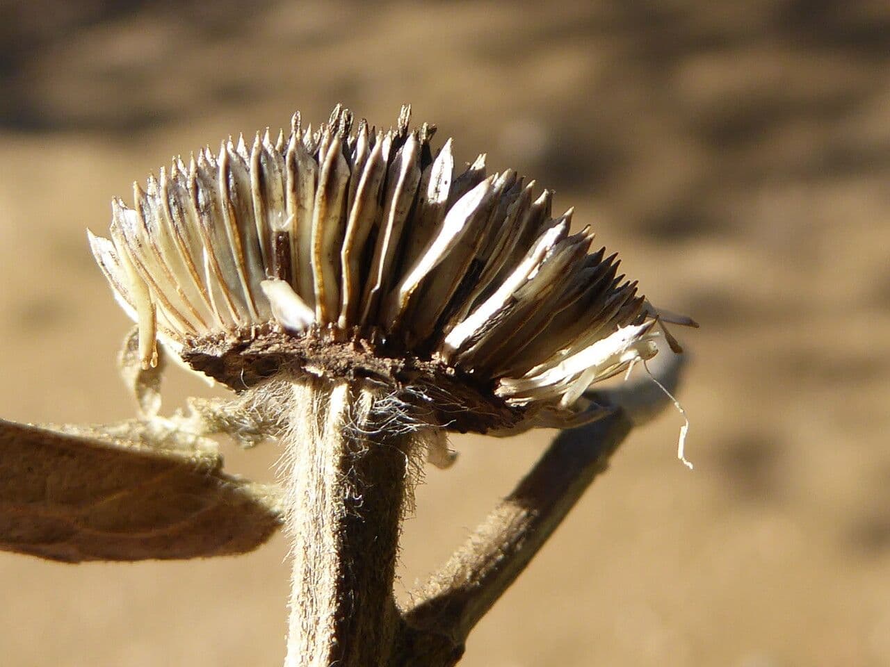 Asteroide spinoso 3