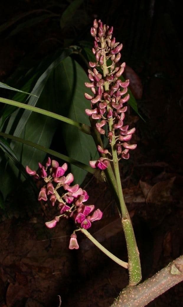Lonchocarpus 21