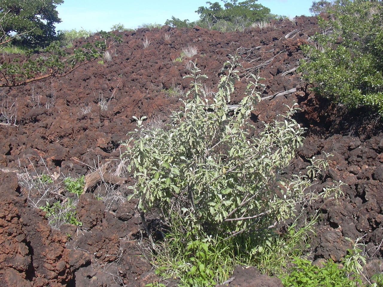 Achyranthes 10