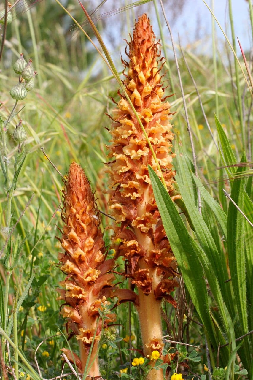 Orobanche maggiore 7