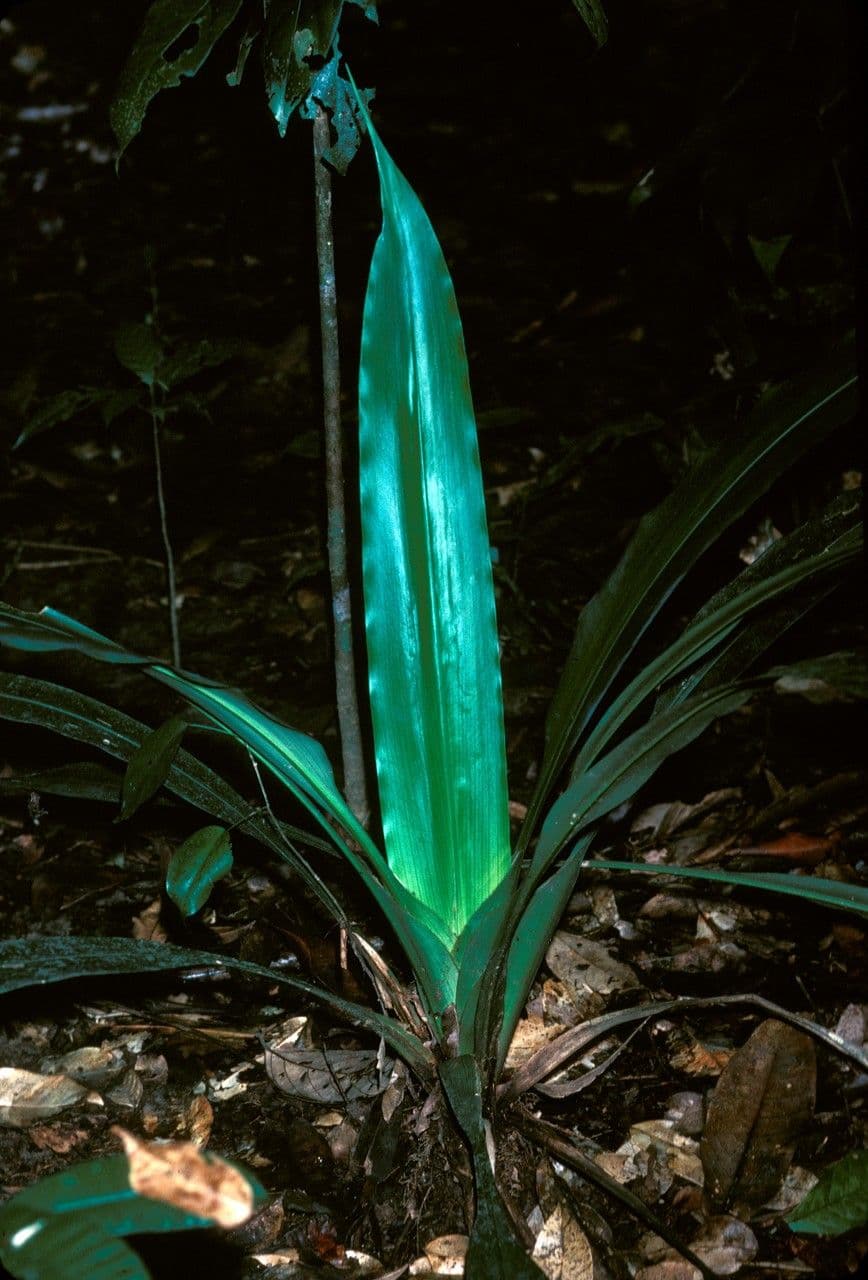 Rapatea 7