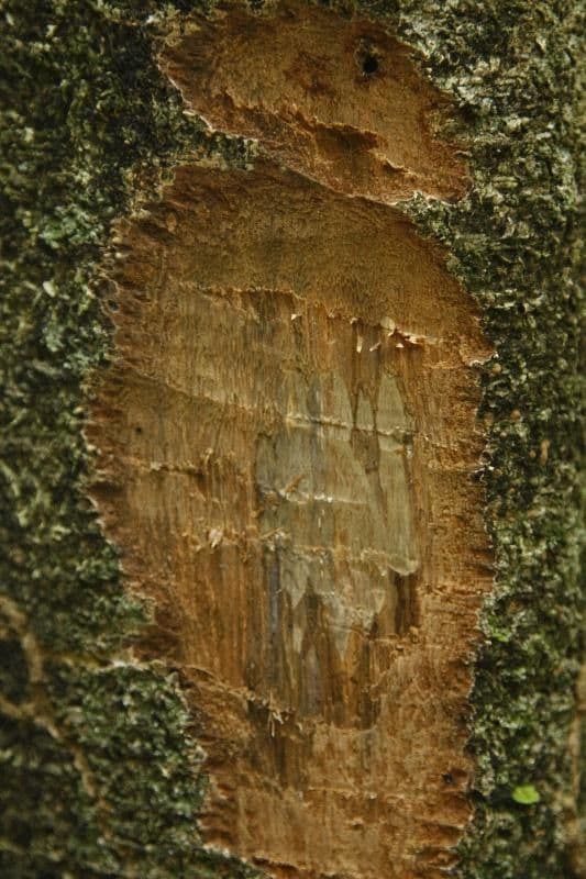 Licania 15