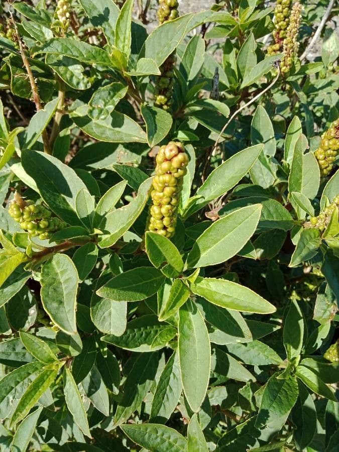 Phytolacca octandra 11