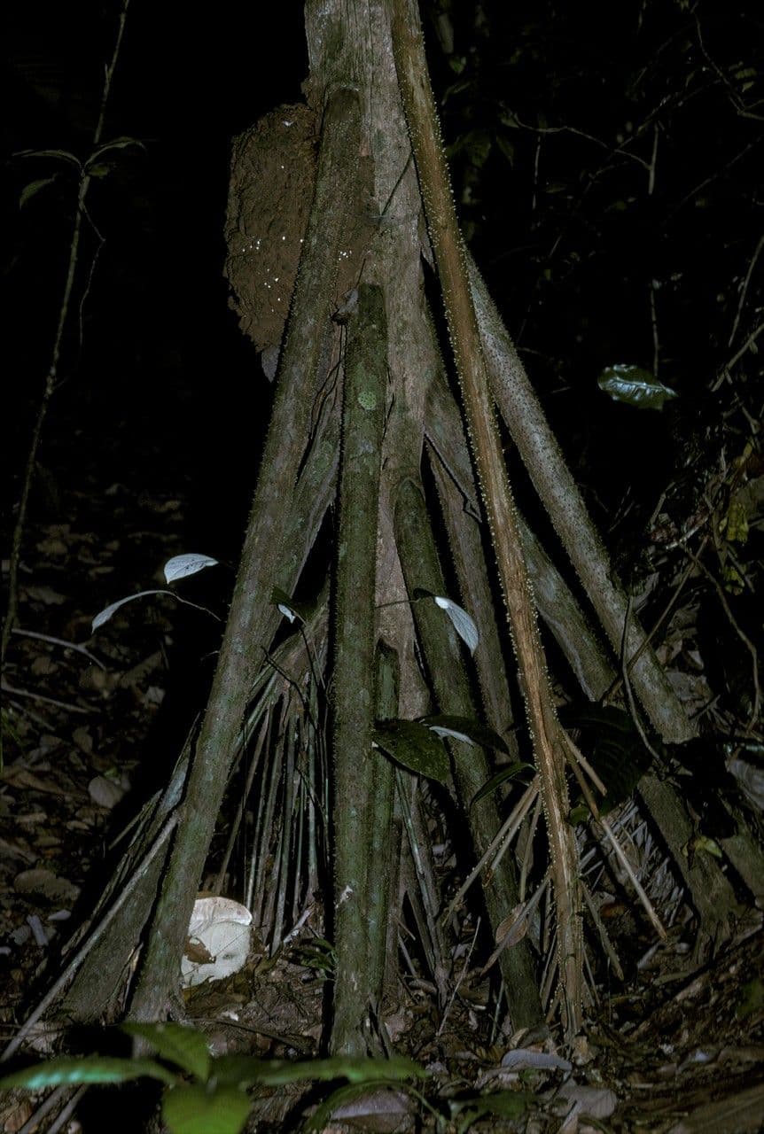 Sokratea naga