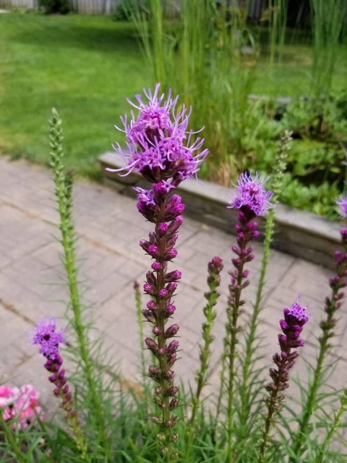 Liatris punctata