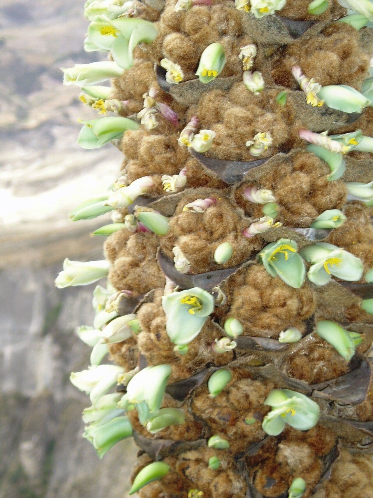 Puya 4