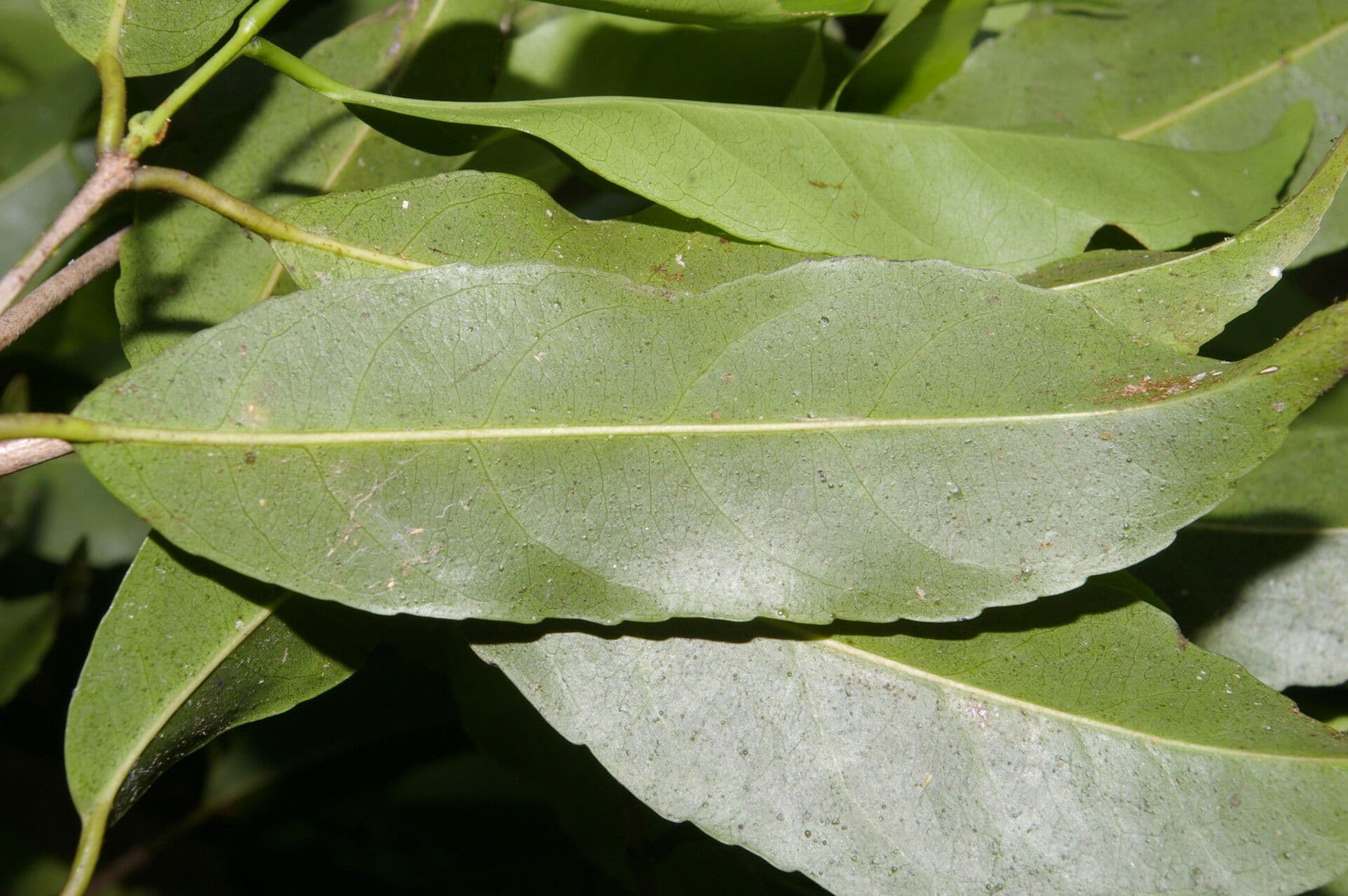 Hippocratea 14