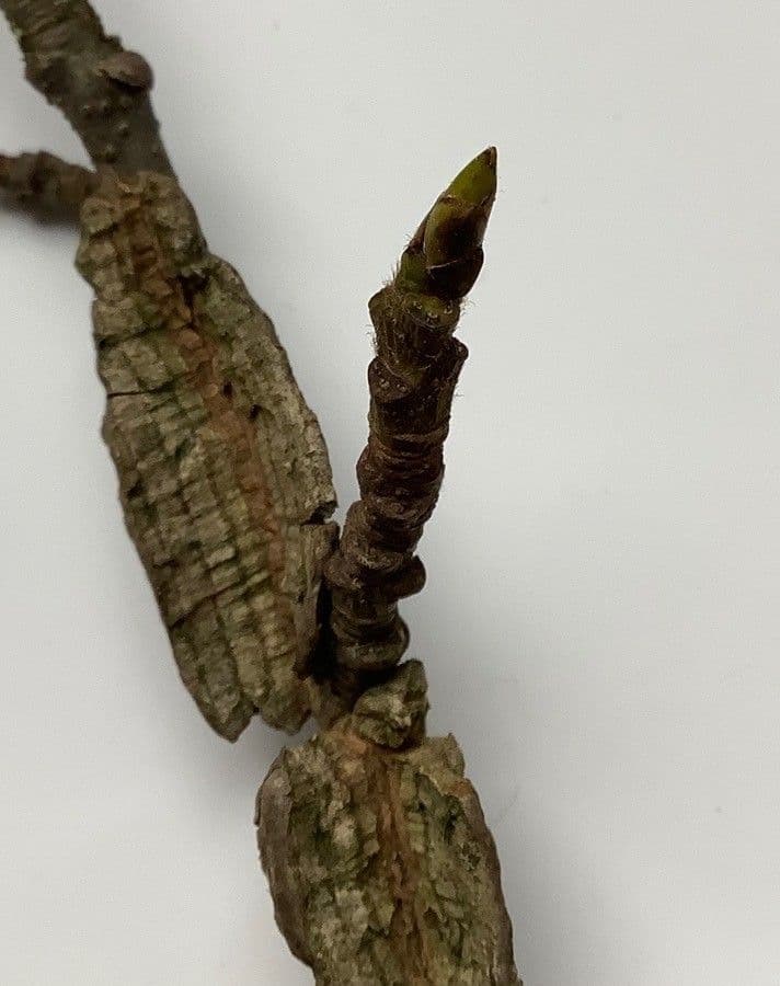Liquidambar 27