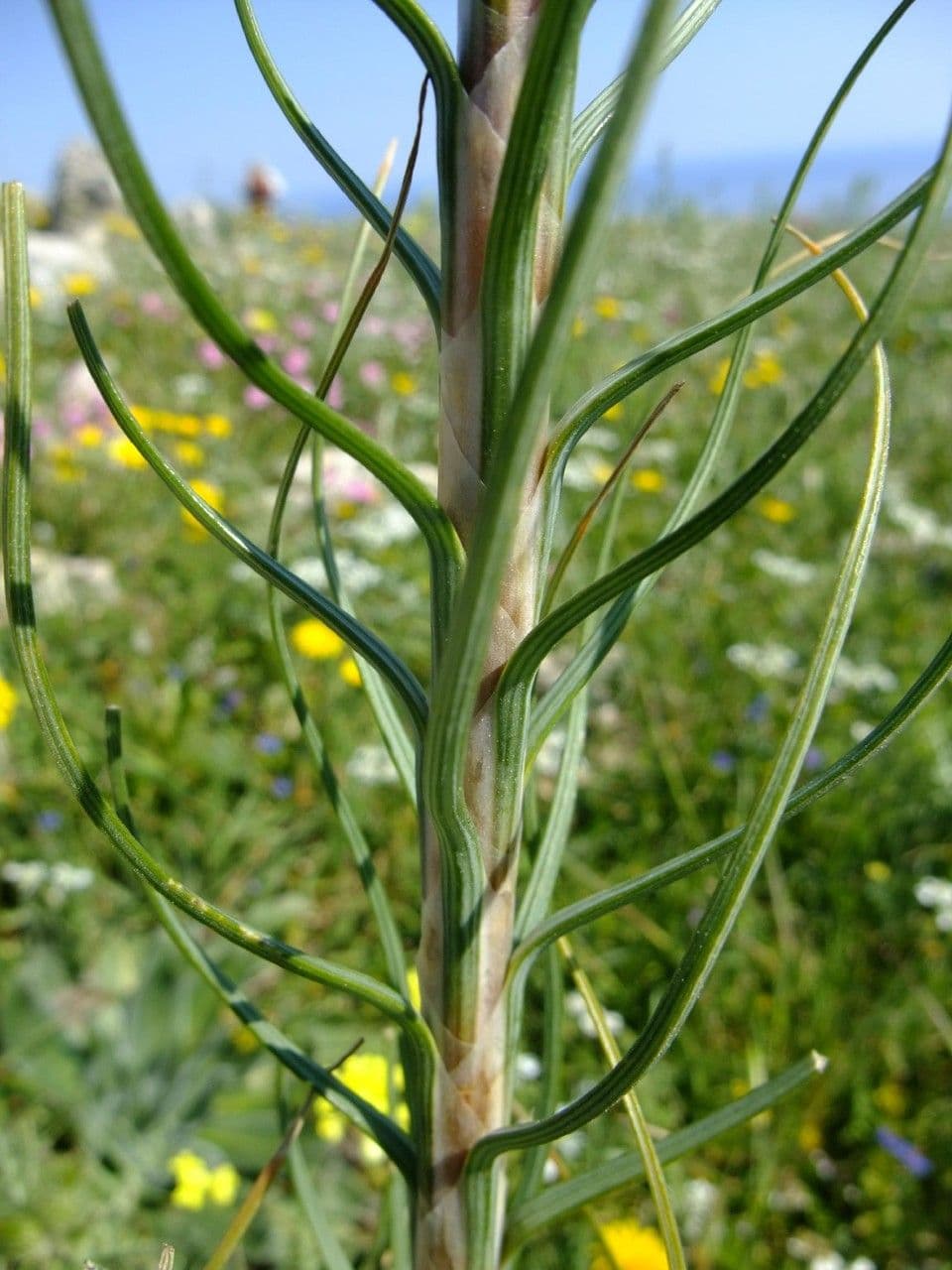 Königsspeer 24