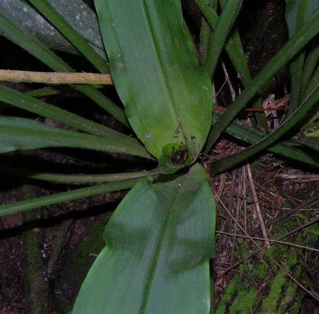 Pitcairnia 14