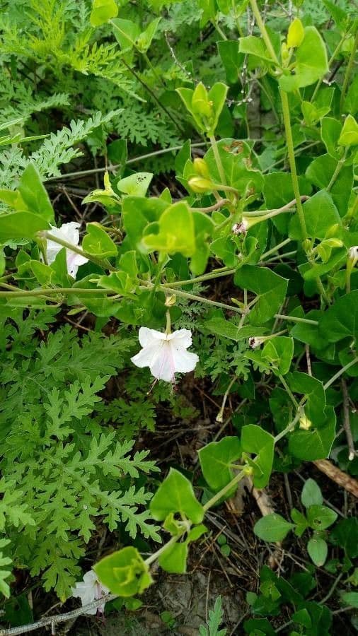 Acleisanthes 4