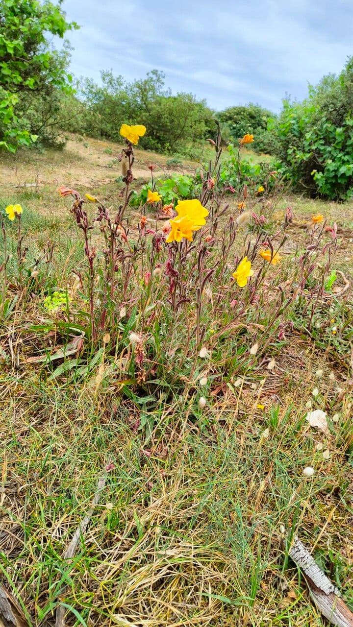 Onagra stricta 12
