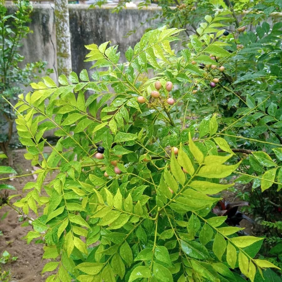 Murraya 20