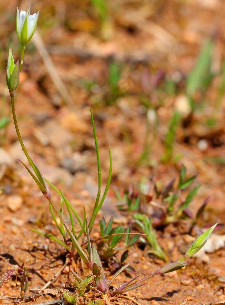 Moenchia erecta 6