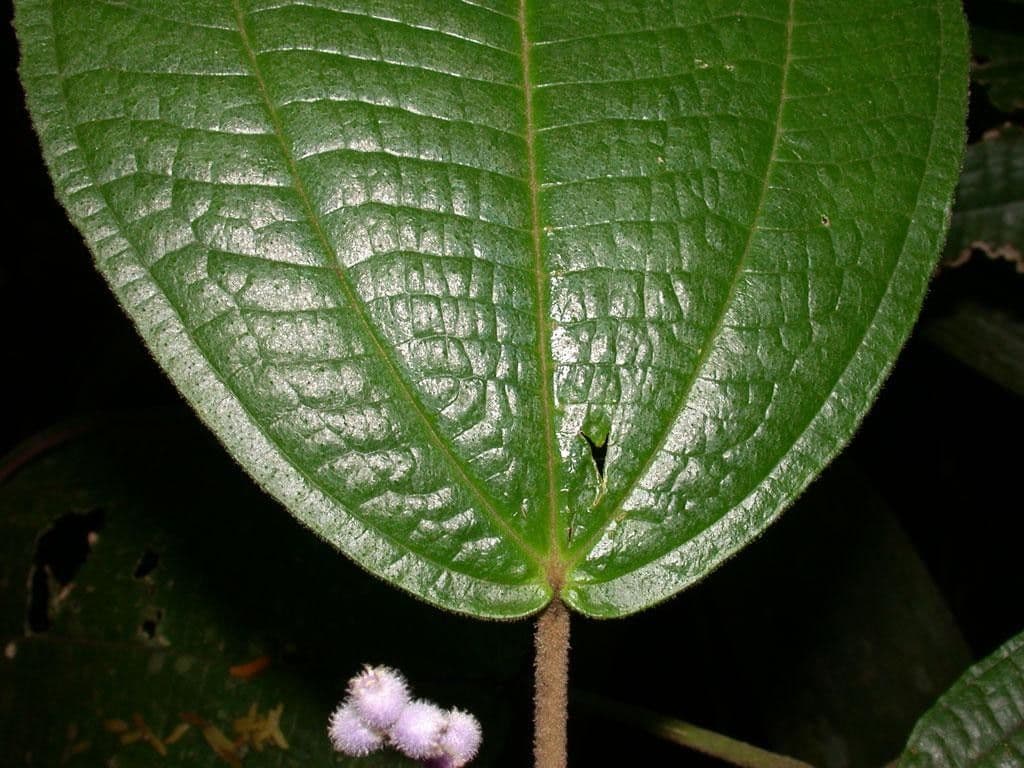 Miconia 7