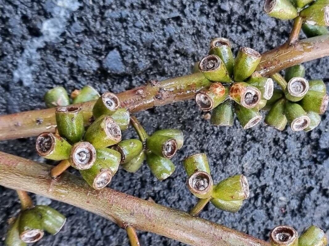 Eukalyptus"