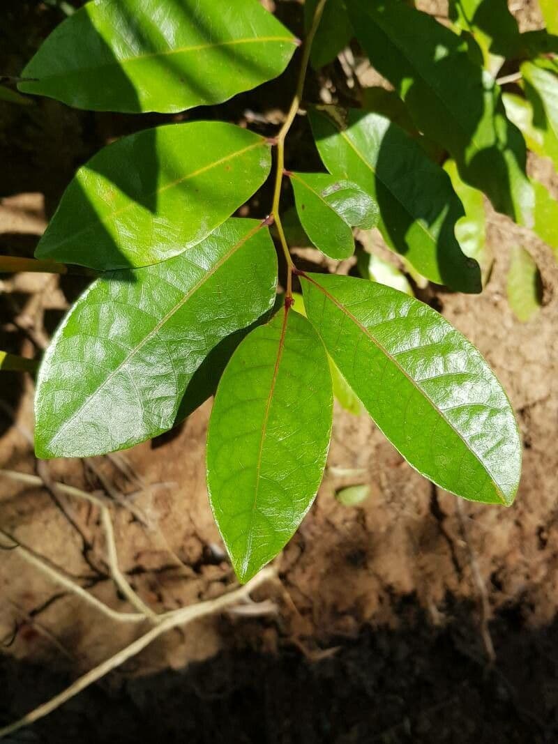 Phyllanthus 14